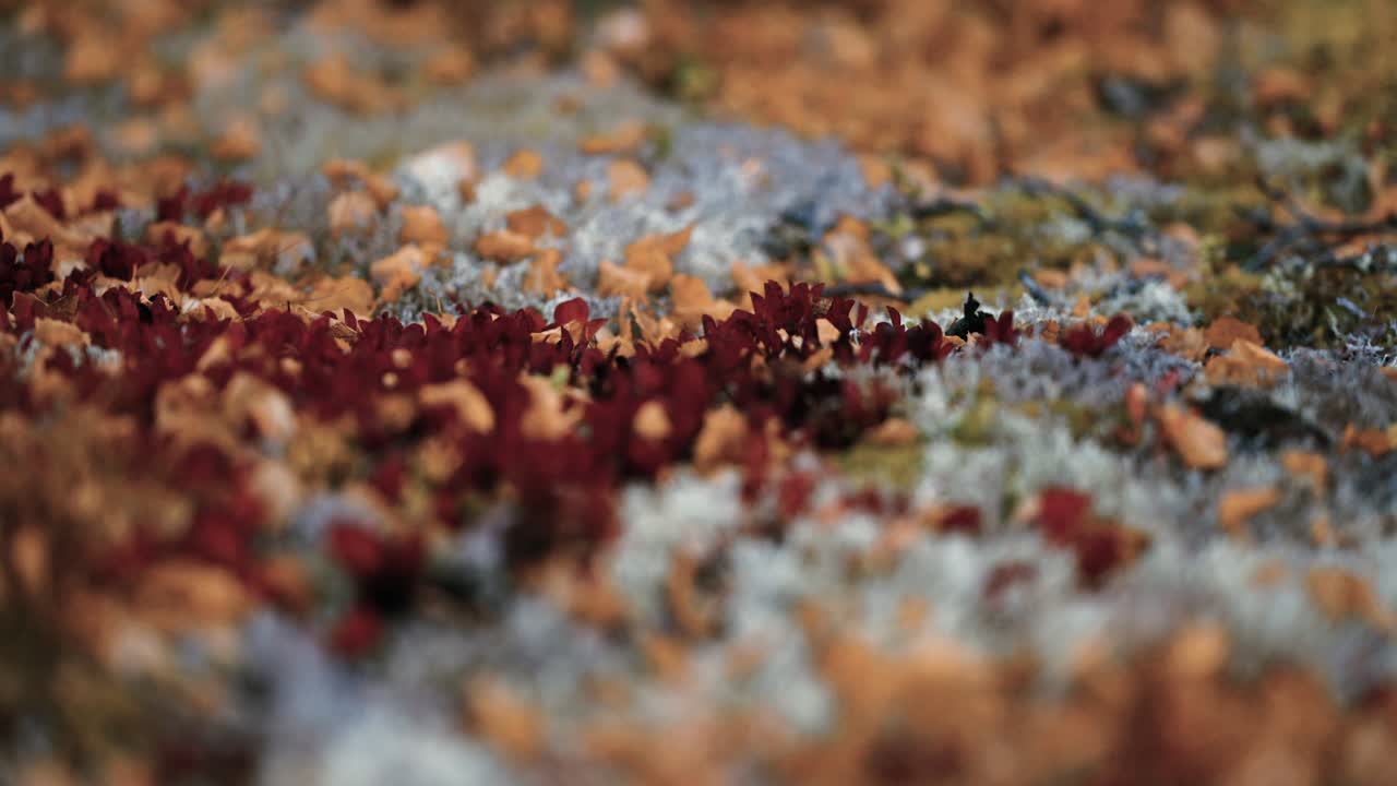 un primer plano de la colorida vegetación que cubre el suelo en la tundra noruega