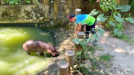 el cuidador interactúa con el hipopótamo pigmeo en el recinto