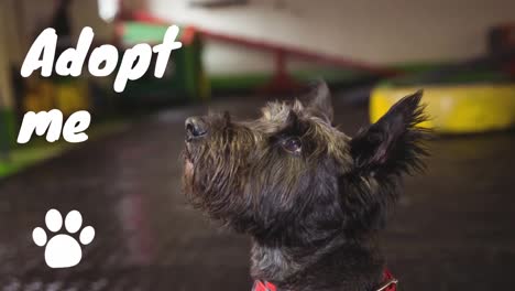 animación de adoptarme texto sobre el icono de la pata y el perro