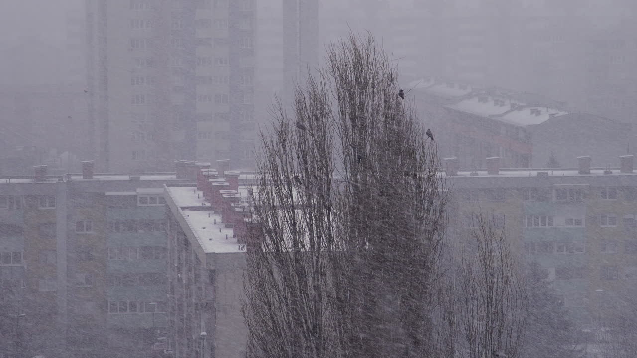 무거운 눈 폭풍 속에서 나무 꼭대기에 서 있는 까마귀