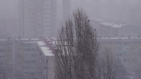 Crows-standing-on-top-of-a-tree-in-heavy-snow-storm