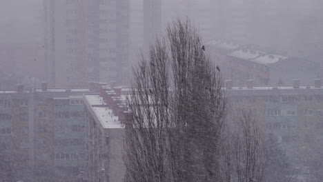 cuervos de pie en la cima de un árbol en una fuerte tormenta de nieve