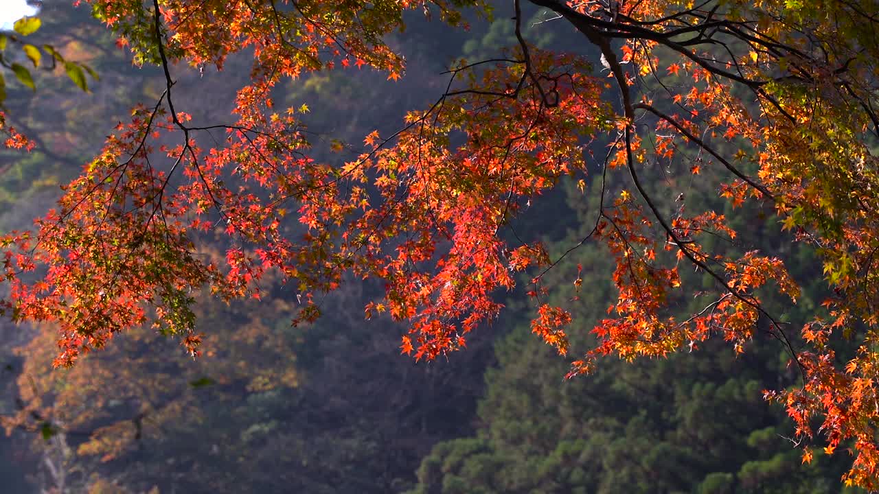 가을 색 동안 밝은 빨간색 일본 단풍나무를 가로질러 천천히 팬 - 클로즈업