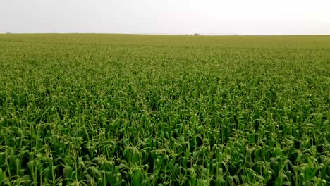 over a corn field during the afternoon