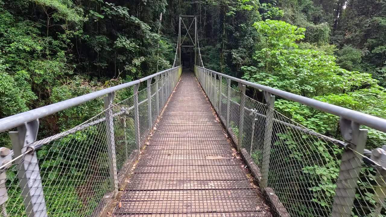 A serene walk across a suspension bridge in Dorrigo's lush rainforest, captured in slow motion with vibrant greenery