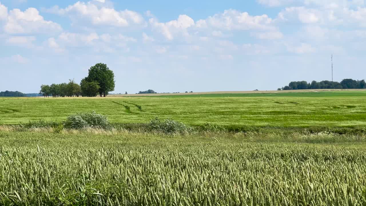 Static shot of green agricultural wheat field swing in strong wind, Latvia