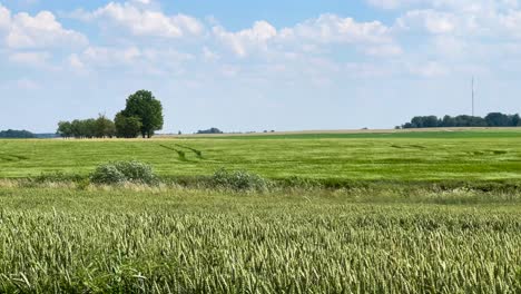 Static-shot-of-green-agricultural-wheat-field-swing-in-strong-wind,-Latvia