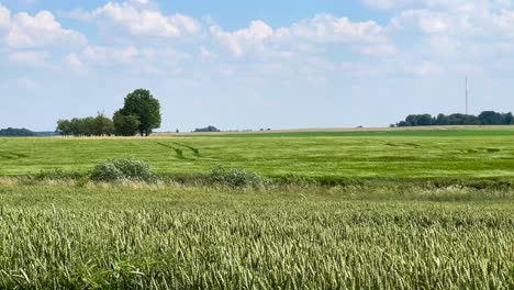 disparo estático de campo de trigo agrícola verde balanceándose en viento fuerte, letonia