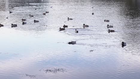 Schöne-Wildenten,-Die-Bis-Zum-Frühling-Auf-Dem-Kristallklaren-Seewasser-Im-Park-In-Rumänien-Schwimmen