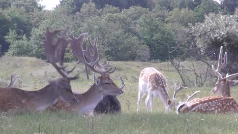 chilling reindeers hear noice and flee away