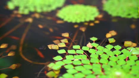 4k shot of beautiful special species of geometric water lilies leaf floating in pond with small fish swimming under