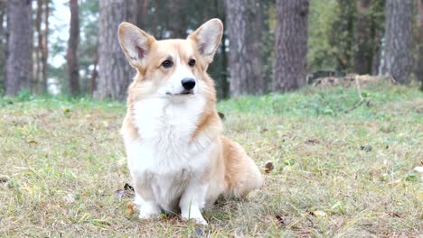 funny welsh corgi looking