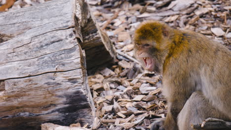 threatening barbary macaque opens mouth and shows teeth, close view