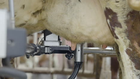 industrial farming robot washing dairy udder in cattle milking parlor