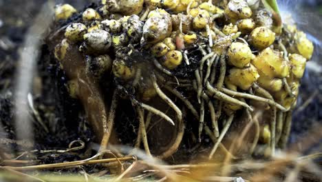 cerca de la limpieza de la suciedad de la raíz de jengibre recién recogida un banquete visual de la cosecha del jengibre jardinería en casa