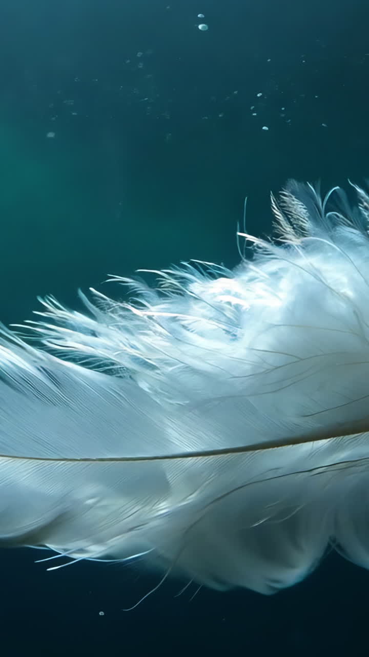 A feather is floating in the water. The feather is white and has a brown tip. The water is blue and calm
