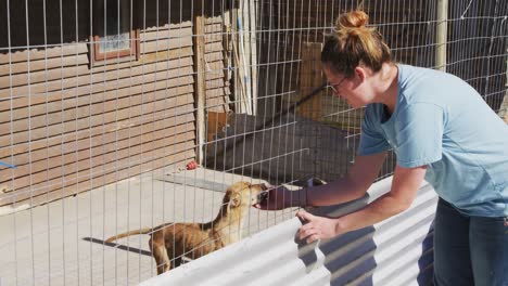 Verlassener-Hund-In-Einem-Tierheim-Eingesperrt