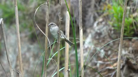 Spatz-Auf-Einem-Ast