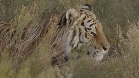 Jagender-Tiger,-Der-Aus-Der-Deckung-Tritt