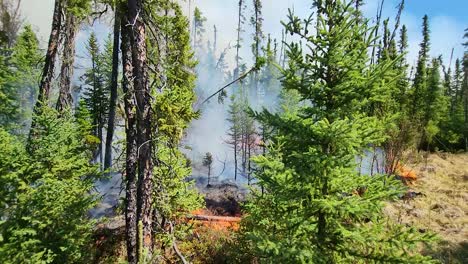 close-up of burning grass in a pine tree forest, wildfire zoom-out