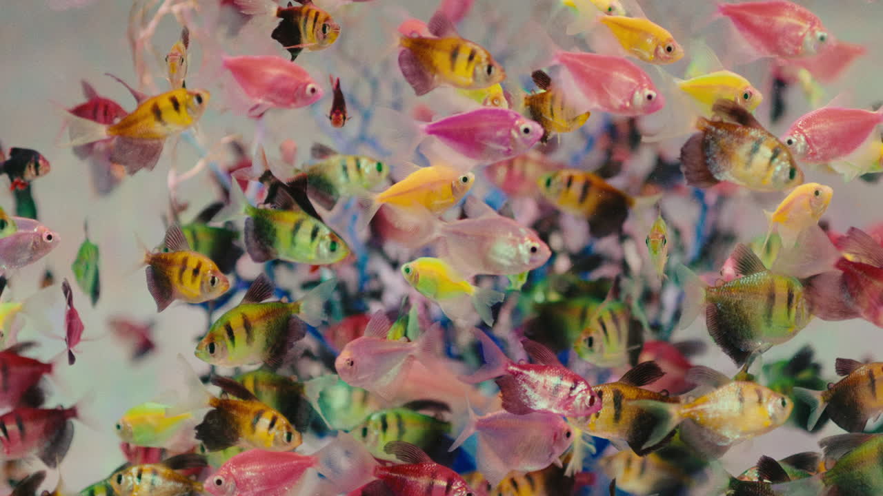 pequeños peces tropicales coloridos nadando más apretados bajo el agua