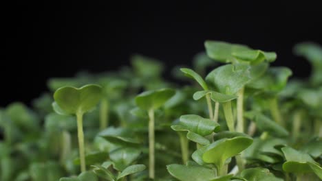 germination of seeds for nutrition. seedlings micro greens