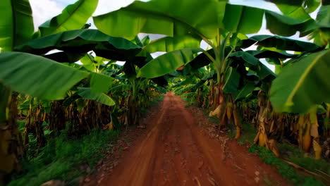 banana plantation road