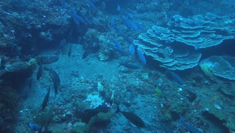 Arrecife-De-Monos-Kubu,-El-Abrazo-Del-Océano-Alberga-Un-Reino-Oculto-De-Biodiversidad