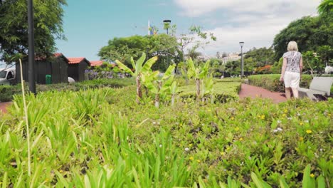 couple walking through a tropical park