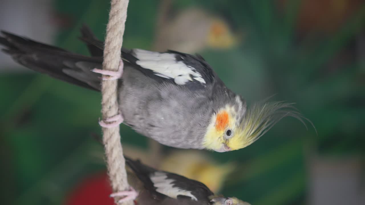 Parakeet perched on rope
