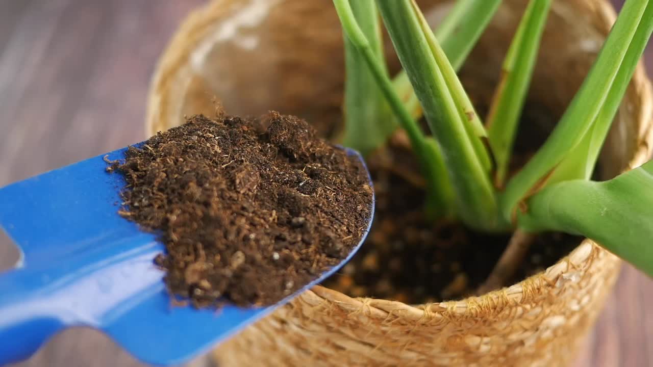 repotamiento de una planta de interior