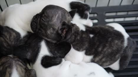 puppies sleeping together group of loverly siblings
