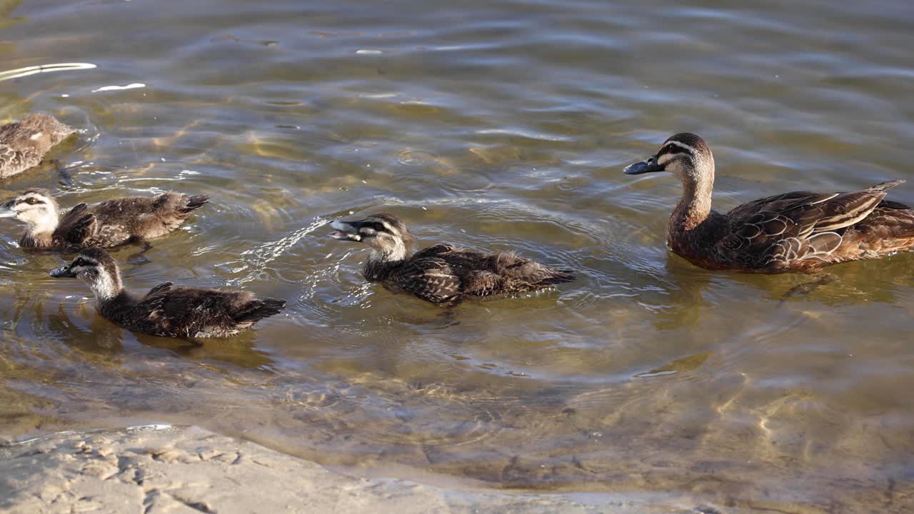 수영장 에서 함께 수영 하는 오리 들