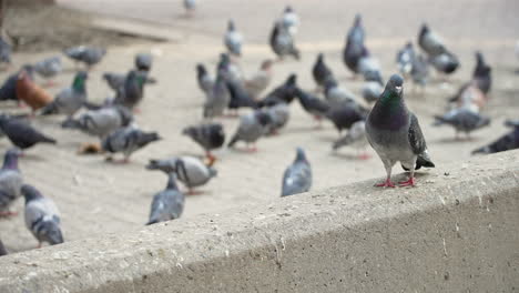 Single-Pigeon-Enters-Frame-on-Cement-Ledge-with-Flock-in-Background