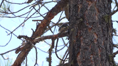 pygmy nuthatch pecks at the bark to find food