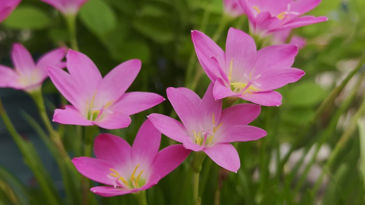 Closeup of pink lilies also known as Zephyranthes rosea or carinata standing tall on slender stems amidst lush green foliage