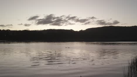 Sunset-follow-shotof-ducks-in-the-Calle-Calle-River-in-Valdivia-city-in-Chile