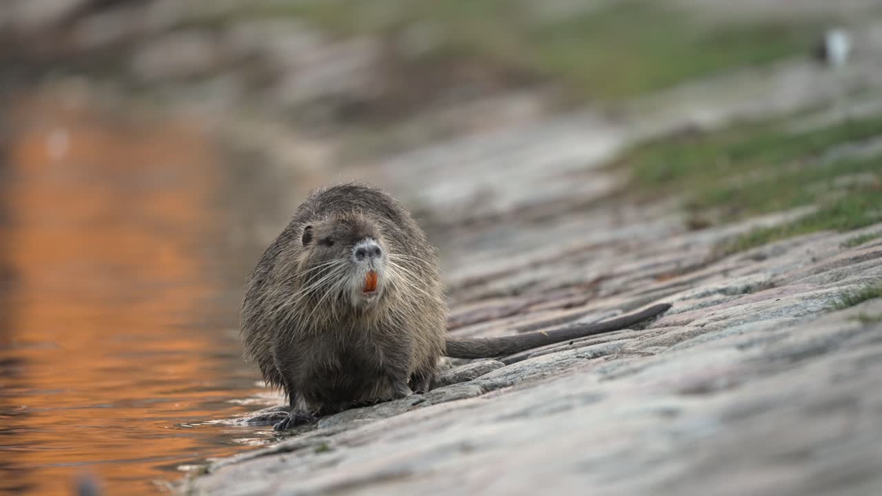 Nutria Curiosa che Esplora la Riva di un Lago alla Luce del Giorno
