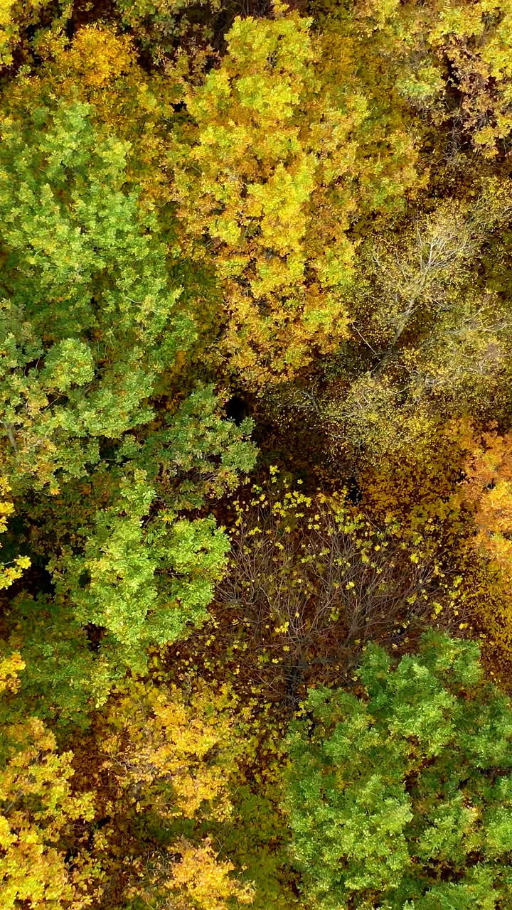 Amazing view of colorful tree tops of woods. Autumn nature background from above. Beautiful scenery of fall forest. Circling shot. Vertical video