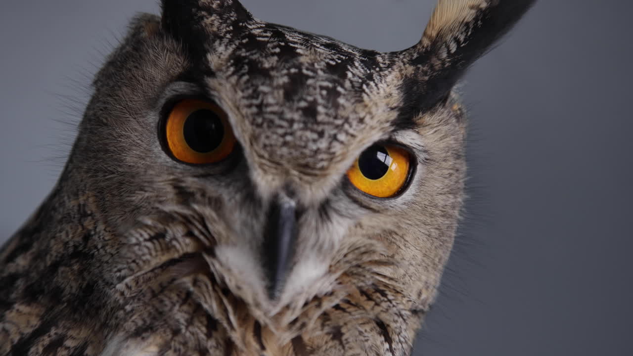 un primerísimo plano de búho real