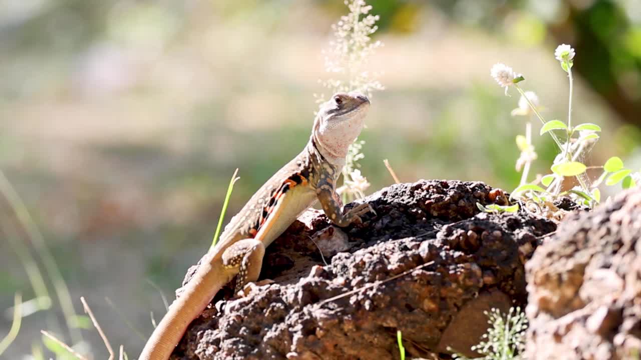 Una piccola lucertola riposa vigile su una roccia scura circondata da una soffice vegetazione verde
