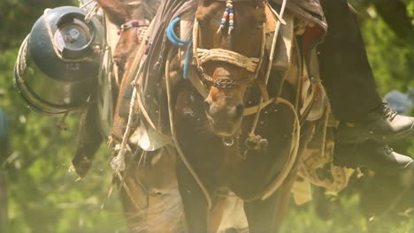 front view of a mule carrying heavy loads and people in slow motion