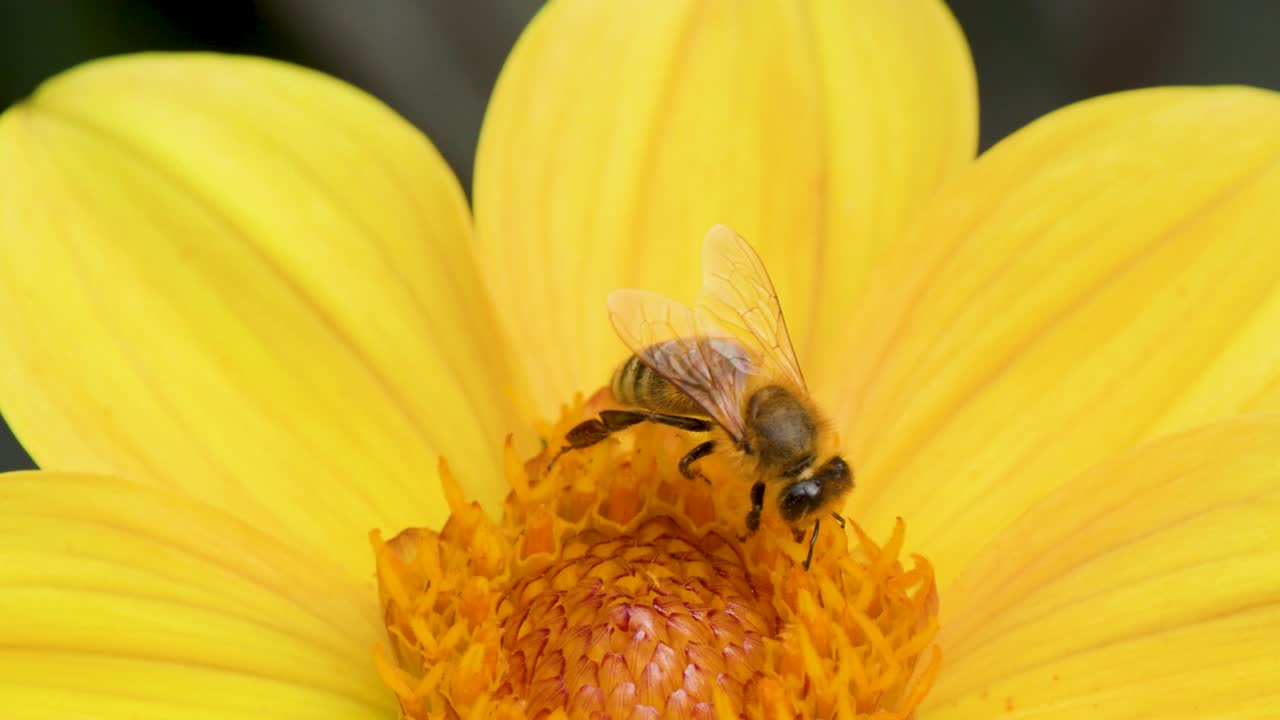 Honey bee collects pollen on yellow dahlia flower, macro closeup, natural daylight, static camera
