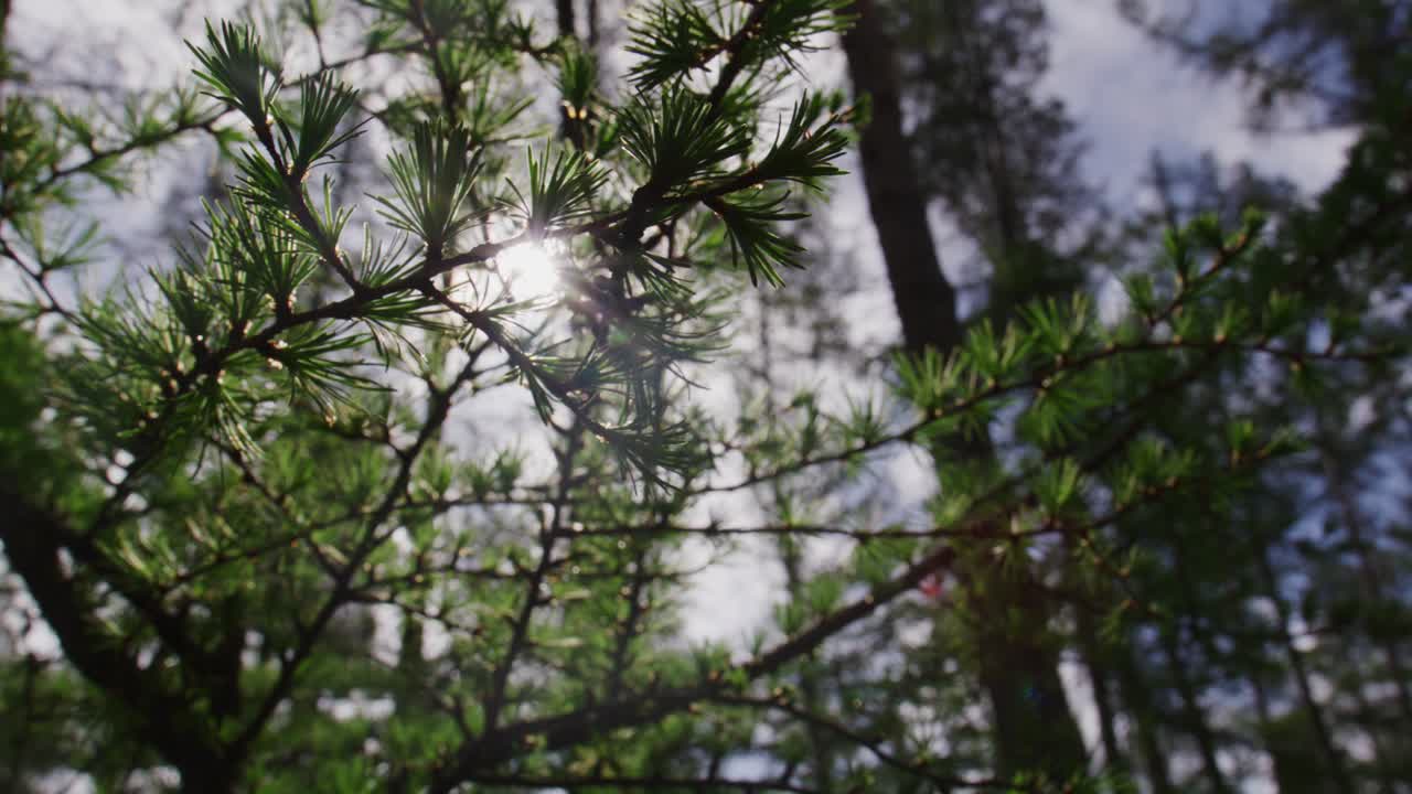 Pine Branches in Sunlight
