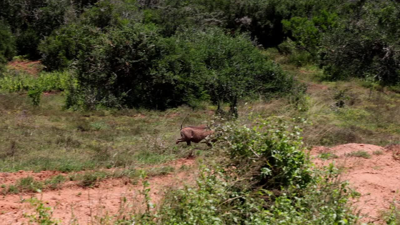 두 마리의 성인 돼지가 야생동물 속에서 달려다니고 있다. 한 관목이 있는 아프리카 풍경. 사파리 공원, 남아프리카 공화국.