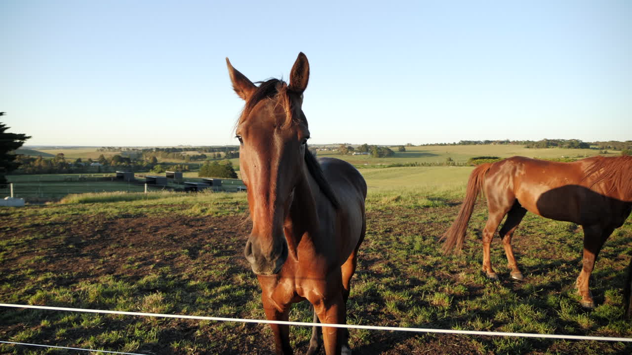 pan alrededor del caballo en el campo
