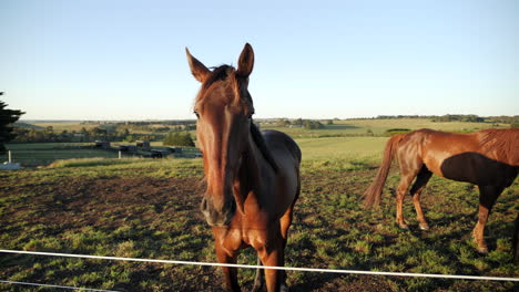 pan around horse in field