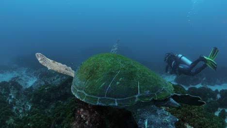 a unique view of a sea turtle following a scuba diver as he swims through the ocean currents