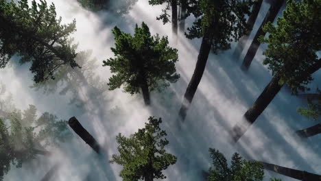 sunbeams piercing through a misty forest canopy