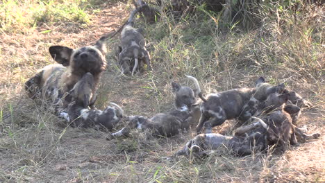 Cachorros-De-Perro-Salvaje-Africano-Jugando-Delante-De-Su-Madre-En-La-Hierba